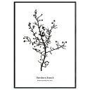 SQIP (スキップ) ポスター アートポスター モノクロ 絵画 絵 A3 北欧 サンザシ 花 植物 ボタニカル おしゃれ インテリア 003 (A3サイズ(ポ...