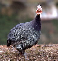 ＊【ホロホロ鳥】【ほろほろ鳥】鳥肉　ほろほろとり燻製 　半羽