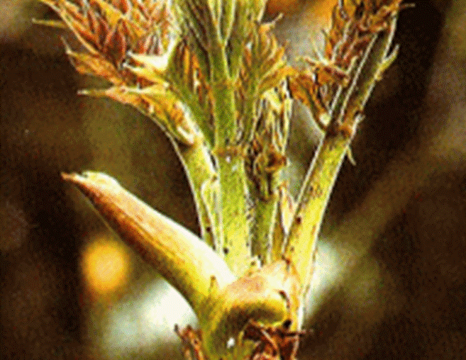 【魚沼山菜】天然【たらの芽】新潟県魚沼の朝採り山菜　　山菜共和国　越後名物　贈答品　【 天然・露地物山菜 たらの芽100g】　新潟県魚沼市滝之又地区の新鮮商品【代引不可】令和6年物予約受付中