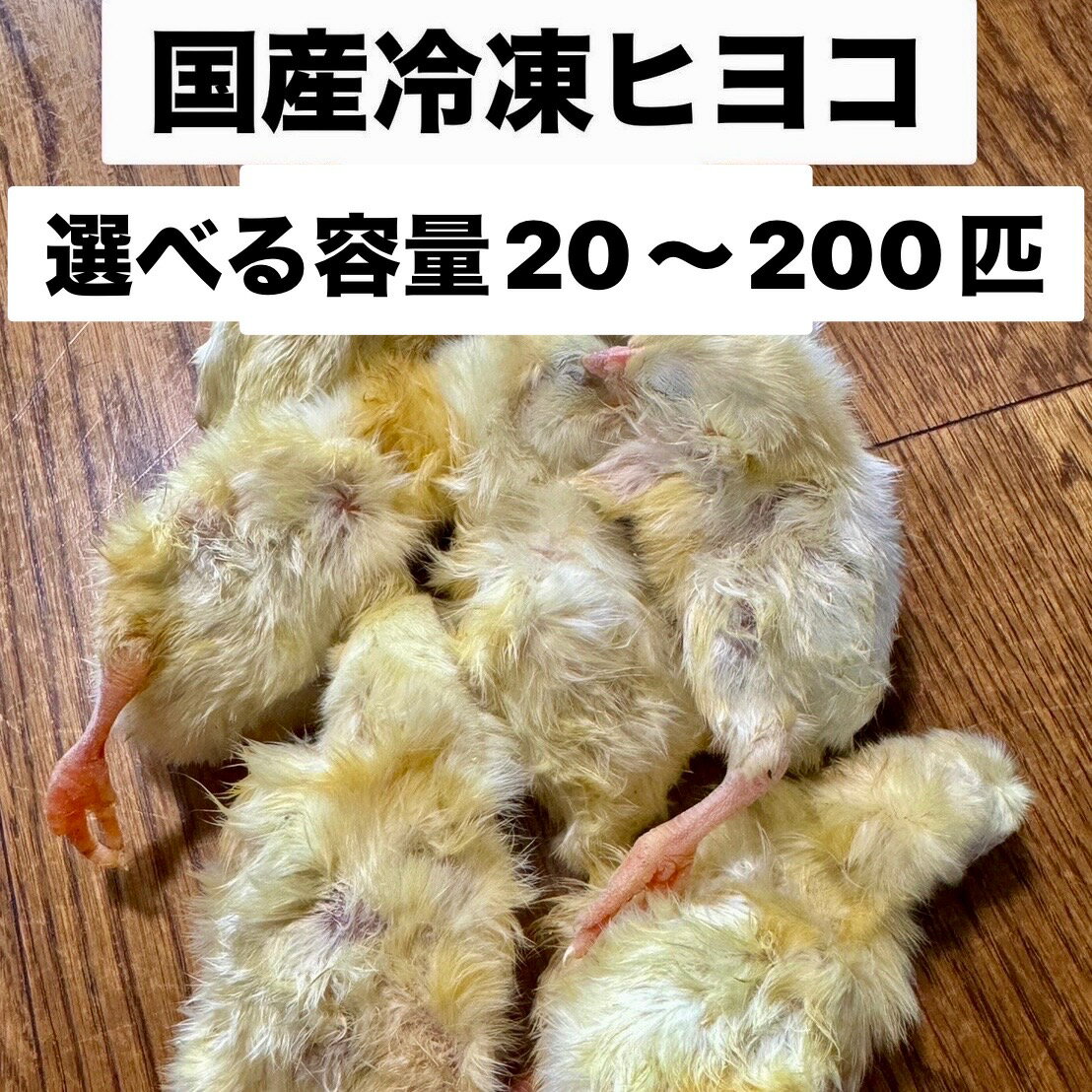 楽天市場】冷凍 ひよこ 爬虫類の通販 楽天市場】冷凍 ひよこ 爬虫類の通販