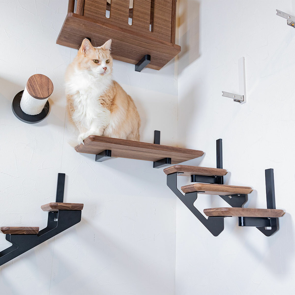 WNキャットラダー(左上がり)【メーカー直送・】