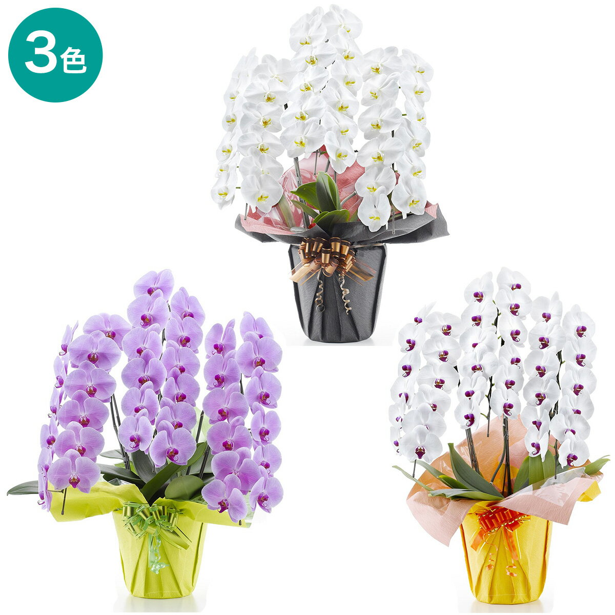 【観葉植物】胡蝶蘭（3本立ち 36輪） ニトリ 【メーカー直送・送料無料】