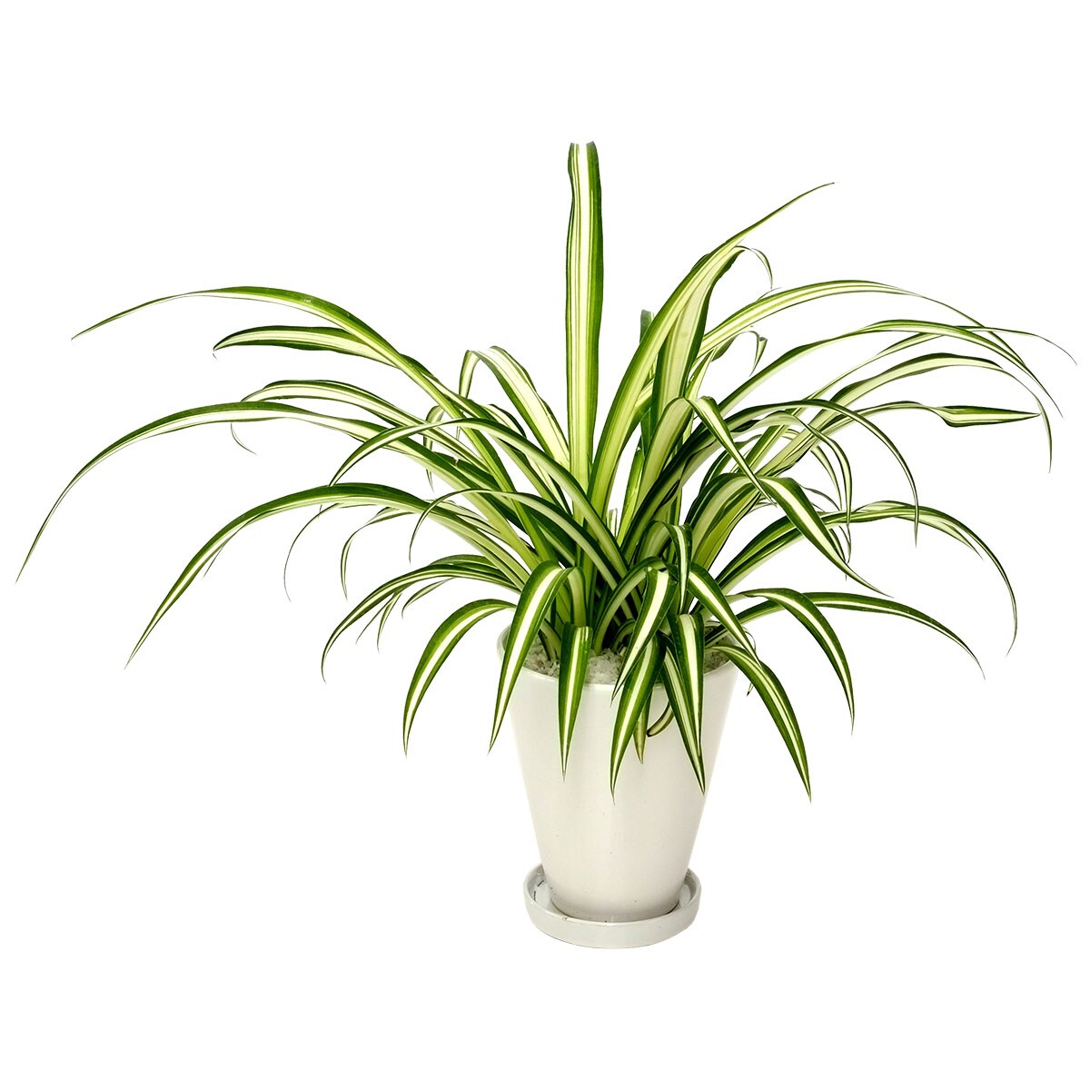 Other Succulents - 【観葉植物】オリヅルラン 陶器鉢仕立　ニトリ 【メーカー直送・送料無料】