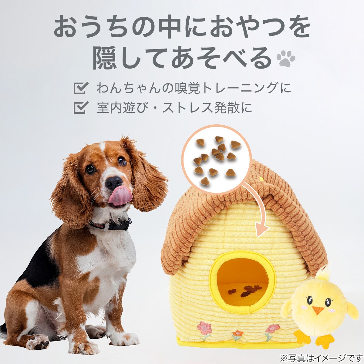 ノーズワーク(ヒヨコ)