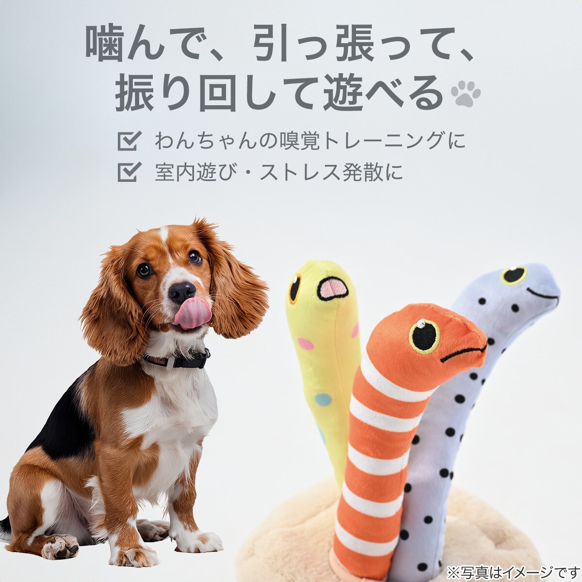 ノーズワーク(チンアナゴ)