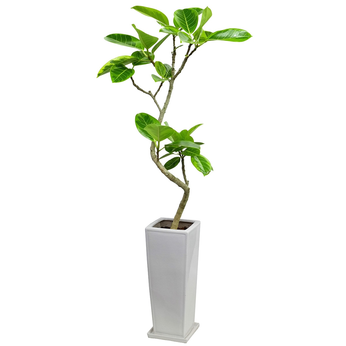 【観葉植物】フィカス「アルテシマ」　曲付・陶器鉢仕立 ニトリ　メーカー直送・送料無料