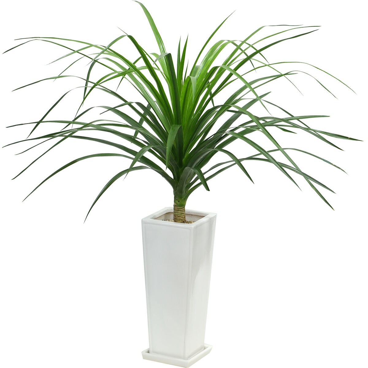 Other Succulents - 【観葉植物】フィカス「カンボジアーナ」　陶器鉢仕立 ニトリ　メーカー直送・送料無料