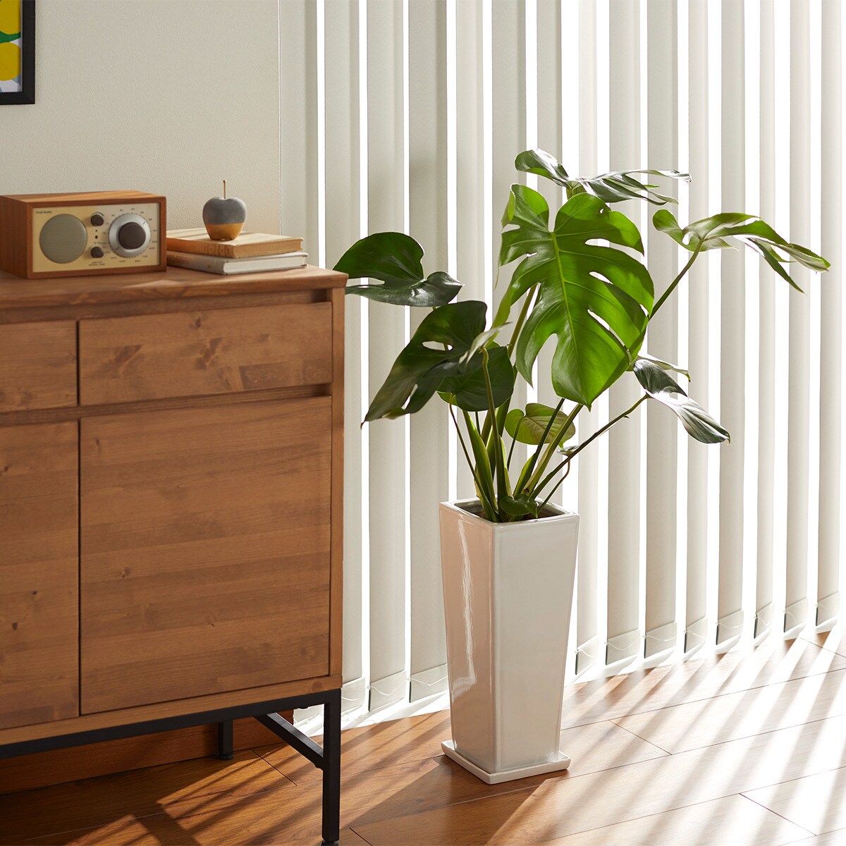 【観葉植物】モンステラ「アダンソニー」　陶器鉢仕立 ニトリ　メーカー直送・送料無料
