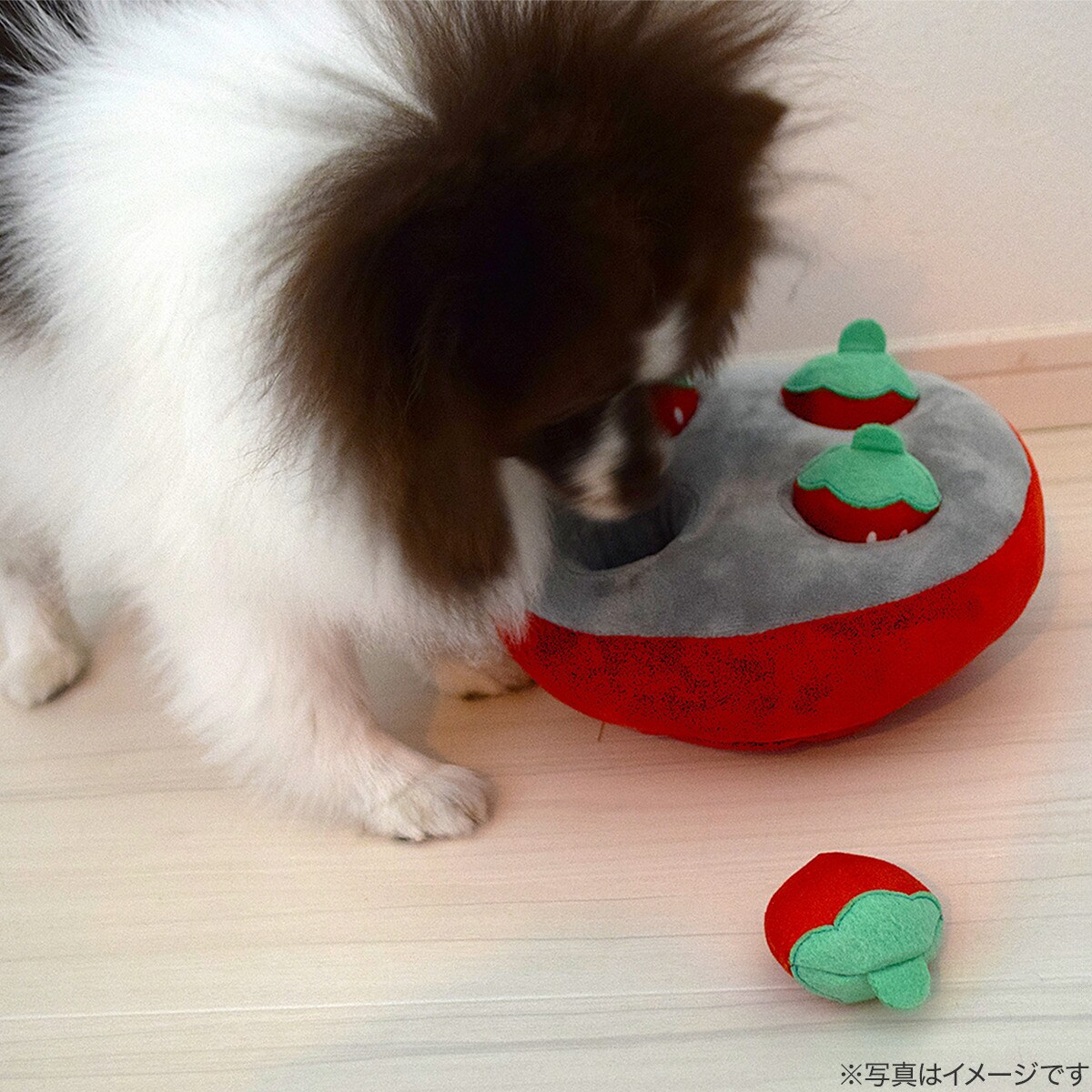 ノーズワーク(イチゴ)