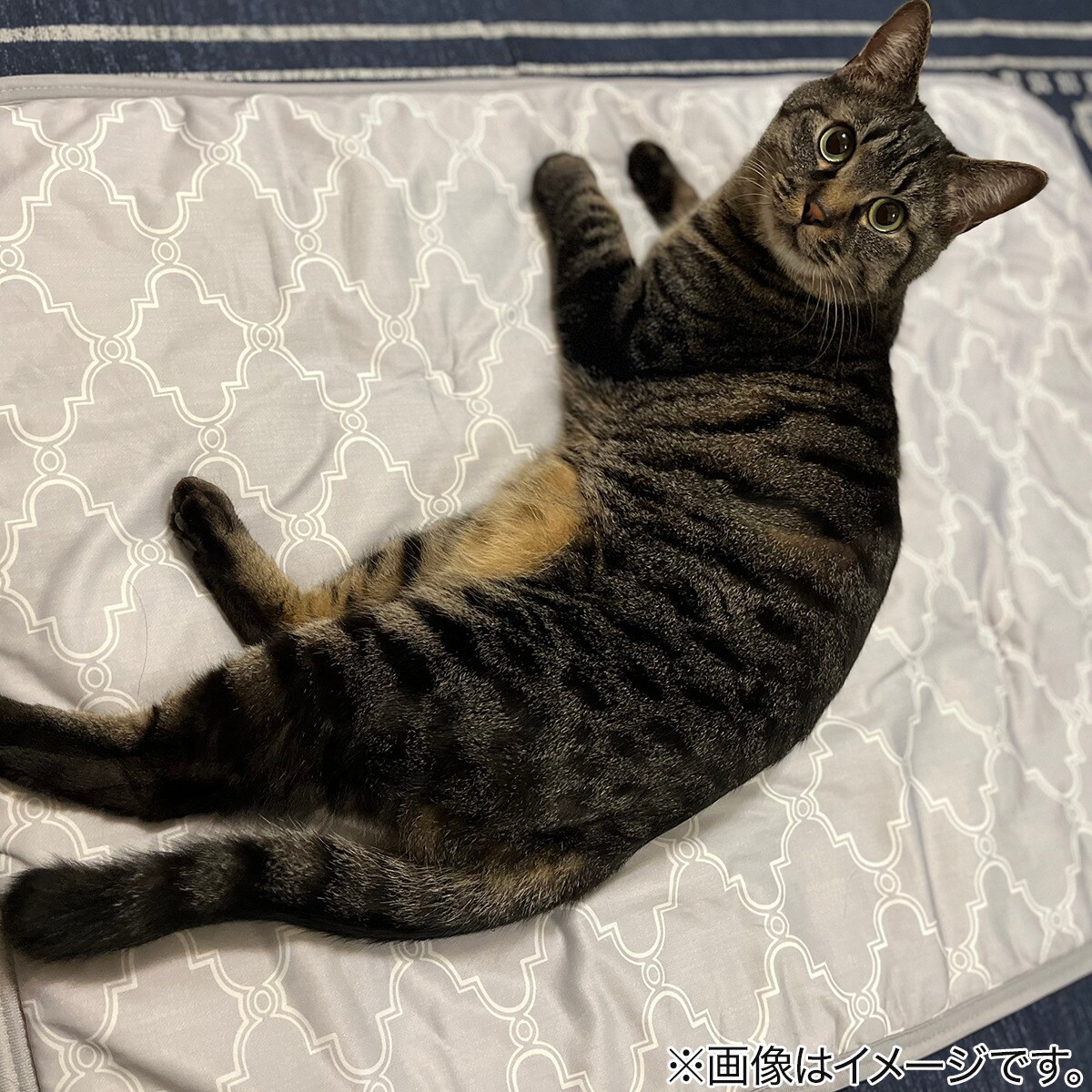 ペット敷パッド(NクールWSP S244)