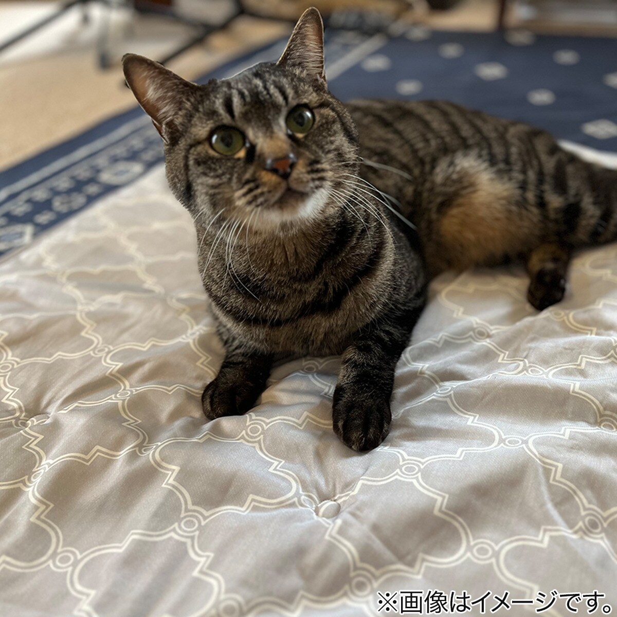 ペット敷パッド(NクールWSP S244)