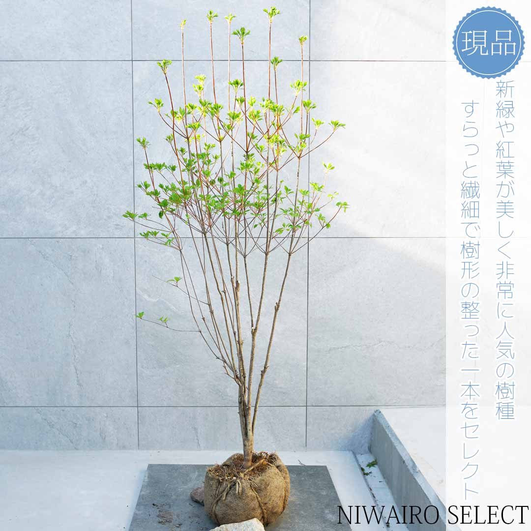 【現品】【ドウダンツツジ】灯台躑躅 自然風樹形　樹高H≒125 × 枝張W≒55cm　低木 落葉樹 シンボルツリー 植木 庭木 樹木 植栽 和風 洋風 ガーデニング おしゃれ【送料無料】