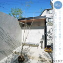 【現品】山採り【大型ドウダンツツジ】灯台躑躅 自然風樹形 樹高H≒300 × 枝張W≒120cm 高木 落葉樹 シンボルツリー 植木 庭木 樹木 植栽 和風 洋...