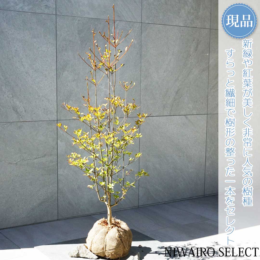 ドウダンツツジ