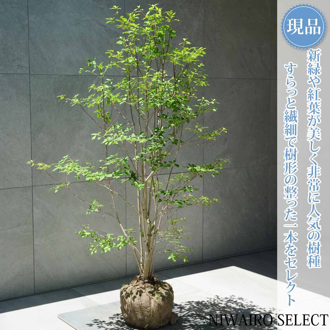 乐天商城 - 【現品】【ドウダンツツジ】灯台躑躅 自然風樹形　樹高H≒130 × 枝張W≒85cm　低木 落葉樹 シンボルツリー 植木 庭木 樹木 植栽 和風 洋風 ガーデニング おしゃれ【送料無料】