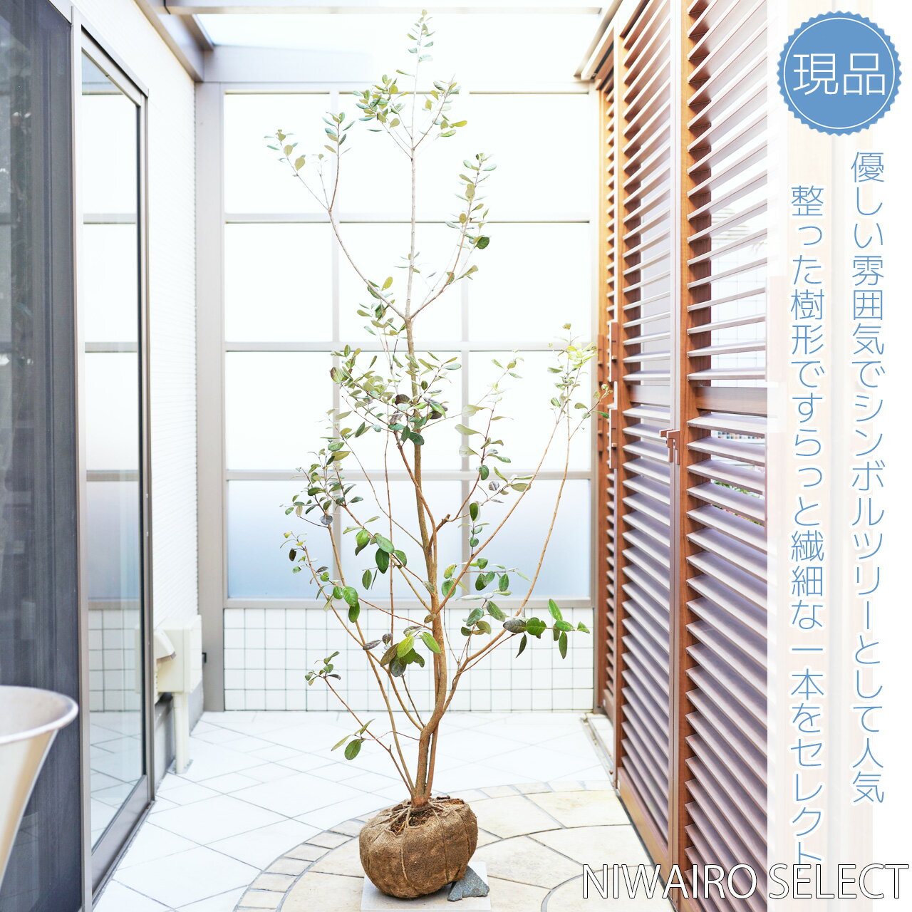 【フェイジョア】クーリッジ　自然樹形　樹高H≒190 × 枝張W≒80cm　高木　常緑樹　シンボルツリー　小型　中型　大型　雑木風　植木　庭木　樹木　植栽　植物　苗木　和風　ガーデニング　インテリア　エクステリア　おしゃれ　【送料無料】のサムネイル