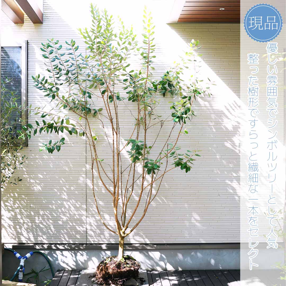 【現品】【大型フェイジョアの木】クーリッジ 自然風樹形 樹高H≒210 × 枝張W≒170cm 高木 常緑樹 シンボルツリー シルバーリーフ 植木 庭木 樹木 植栽 和風 洋風 ガーデニング おしゃれ【送料無料】