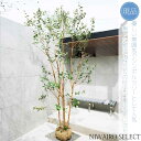 【現品】【大型フェイジョアの木】本株立ち 自然風樹形 樹高H≒280 × 枝張W≒150cm 高木 常緑樹 シンボルツリー シルバーリーフ 植木 庭木 樹木 植...