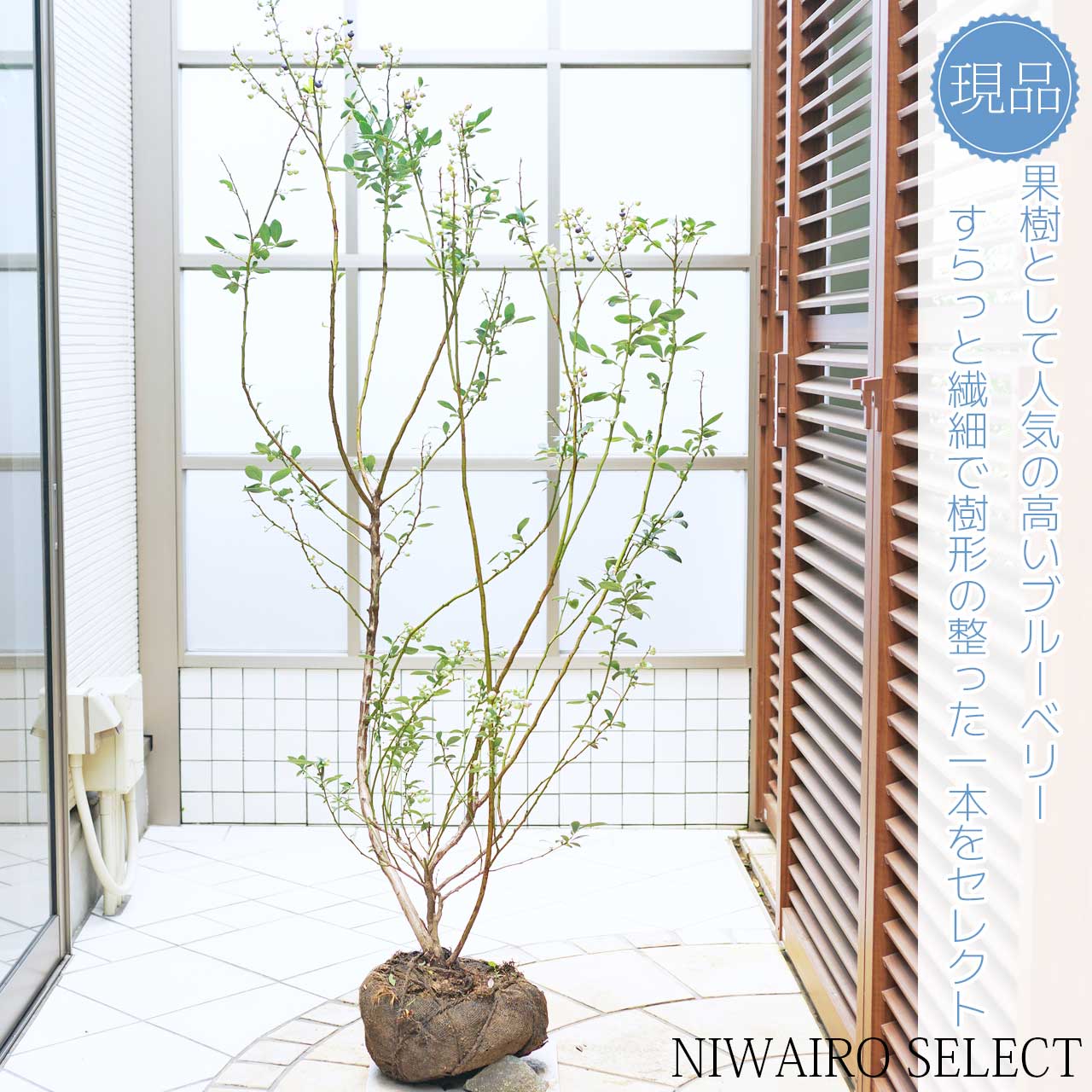 【 ブルーベリー 】ミスティ　株立ち　自然樹形　樹高H≒155 × 枝張W≒80cm　低木　落葉樹　果樹苗　小型　中型　大型　雑木風　植木　庭木　樹木　植栽　植物　苗木　和風　ガーデニング　インテリア　エクステリア　おしゃれ　【送料無料】