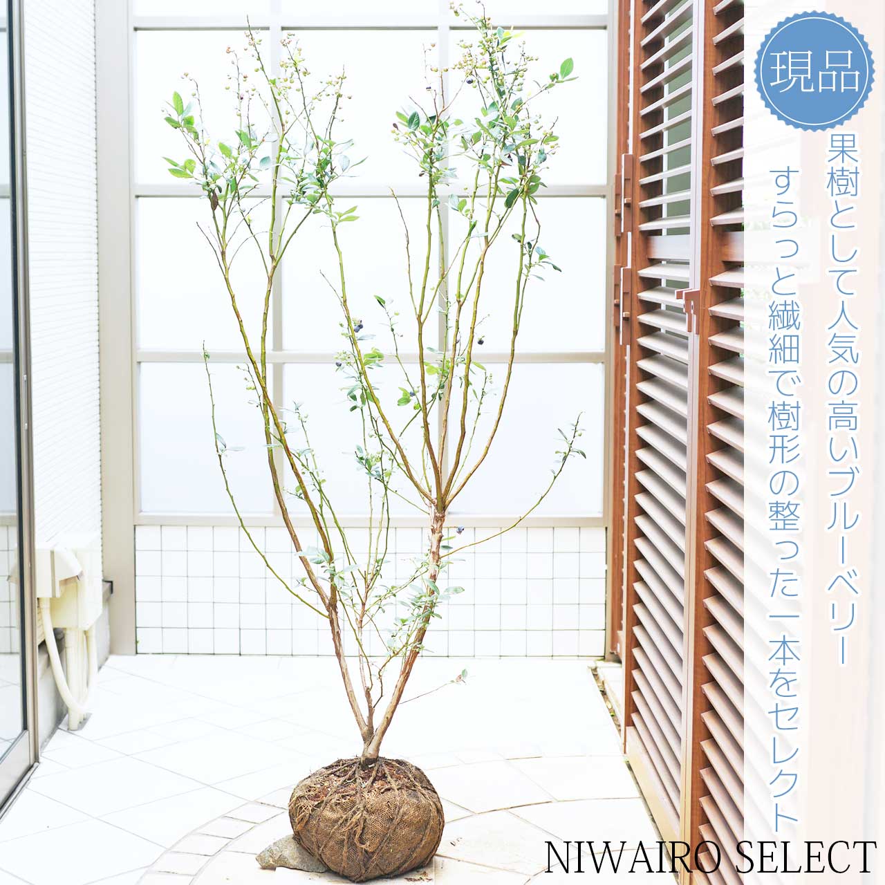 【 ブルーベリー 】ミスティ　株立ち　自然樹形　樹高H≒145 × 枝張W≒80cm　低木　落葉樹　果樹苗　小型　中型　大型　雑木風　植木　庭木　樹木　植栽　植物　苗木　和風　ガーデニング　インテリア　エクステリア　おしゃれ　【送料無料】