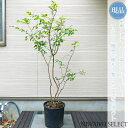 【現品】【 ブルーベリーの木 】プレミア 株立ち 自然風樹形 樹高H≒130 × 枝張W≒80cm 低木 落葉樹 シンボルツリー 植木 庭木 樹木 植栽 和風 洋風 ガーデニング おしゃれ【送料無料】