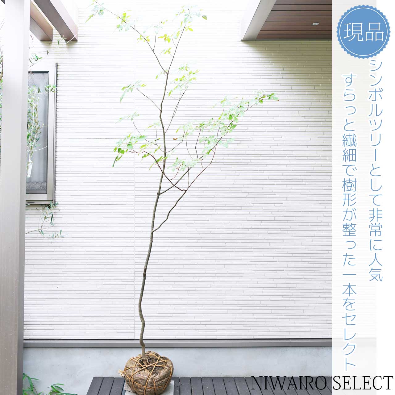 山採り【アオダモ】自然風樹形 コバノトネリコ　樹高H≒220 × 枝張W≒120cm　高木 落葉樹 シンボルツリー 植木 庭木 樹木 植栽 和風 洋風 ガーデニング おしゃれ【送料無料】