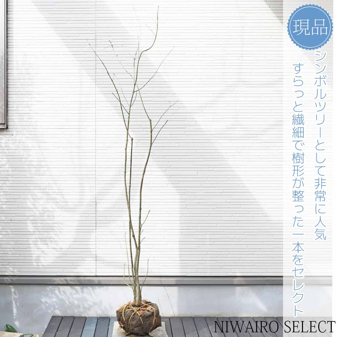 【現品発送】アオハダ 株立樹高2.2-2.5m(鉢底から）シンボルツリー 庭木 植木 落葉樹 落葉高木【送料無料】