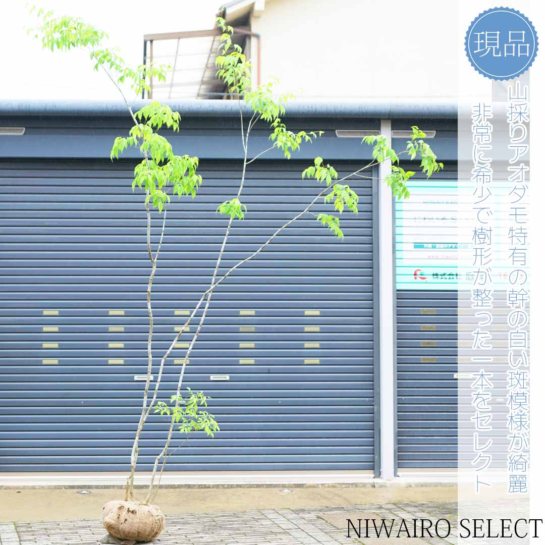 楽天市場】山採り アオダモの通販 楽天市場】山採り アオダモの通販