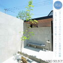 【現品】山採り【アオダモ】株立ち 自然風樹形 コバノトネリコ 樹高H≒300 × 枝張W≒110cm 高木 落葉樹 シンボルツリー 植木 庭木 樹木 植栽 和風...