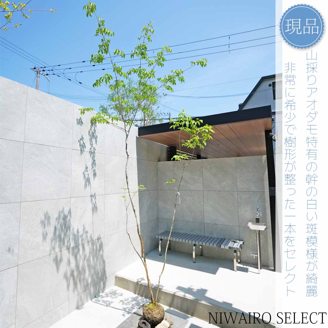 楽天市場】山採り アオダモの通販 楽天市場】山採り アオダモの通販