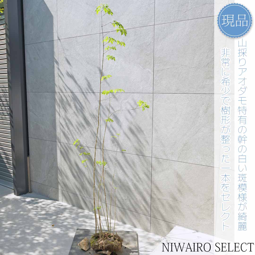 7 山採り　アオダモ 楽天市場】アオダモ 山採りの通販