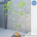 【現品】【アオダモ】株立ち 自然風樹形 コバノトネリコ 樹高H≒190 × 枝張W≒140cm 高木 落葉樹 シンボルツリー 植木 庭木 樹木 植栽 和風 洋風 ガーデニング おしゃれ【送料無料】
