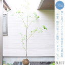 山採り【モミジ】ヤマモミジ　自然樹形　樹高H≒245 × 枝張W≒130cm　高木　落葉樹　シンボルツリー　小型　中型　大型　雑木風　植木　庭木　樹木　植栽　植物　苗木　和風　ガーデニング　インテリア　エクステリア　おしゃれ　【送料無料】