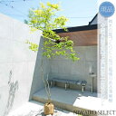 【現品】山採り【イロハモミジ】紅葉 株立ち 自然風樹形 樹高H≒250 × 枝張W≒150cm 高木 落葉樹 シンボルツリー 植木 庭木 樹木 植栽 和風 洋風 ガーデニング おしゃれ【送料無料】