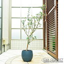 【現品】鉢植え【オリーブの木】コロネイキ 自然風樹形 全高H≒110 × 枝張W≒55cm 高木 常緑樹 ギフト プレゼント お祝い シンボルツリー 植木 庭木...