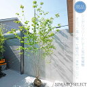 【現品】【ヤマボウシ】山法師 本株立ち 自然風樹形 樹高H≒300 × 枝張W≒210cm 高木 落葉樹 シンボルツリー 植木 庭木 樹木 植栽 和風 洋風 ガ...