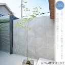 【現品】山採り【ヤマボウシ】山法師 自然風樹形 樹高H≒300 × 枝張W≒110cm 高木 落葉樹 シンボルツリー 植木 庭木 樹木 植栽 和風 洋風 ガーデ...