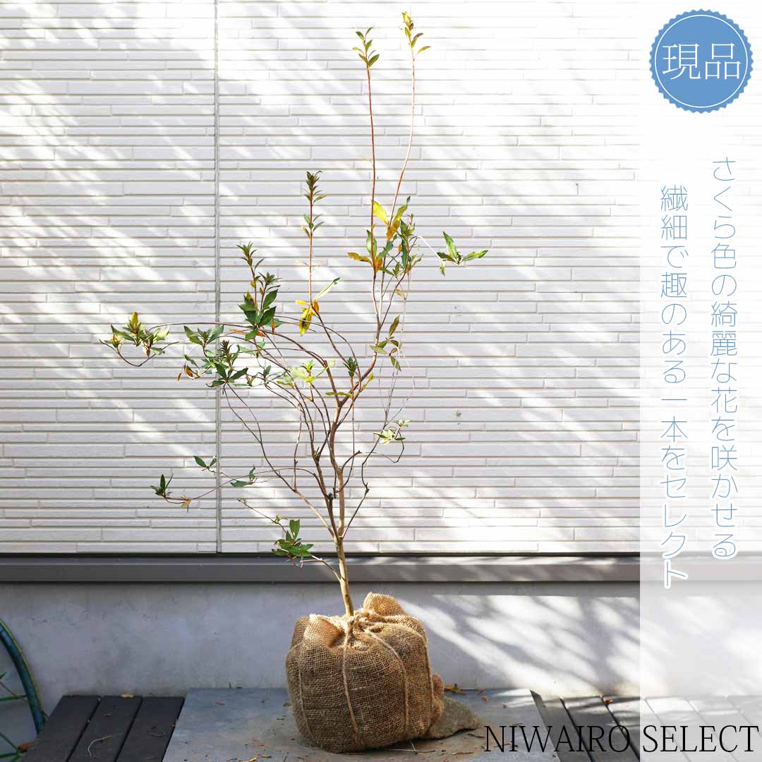 【サクラツツジ】自然風樹形　樹高H≒95 × 枝張W≒60cm　低木 常緑樹 シンボルツリー 植木 庭木 樹木 植栽 和風 洋風 ガーデニング おしゃれ【送料無料】