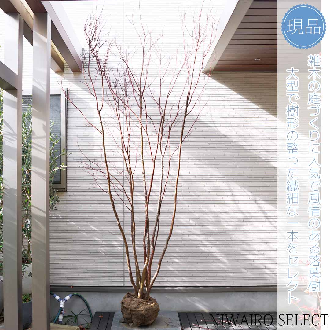 楽天市場】コハウチワカエデ(植木|ガーデニング・農業):花 楽天市場】コハウチワカエデ(植木|ガーデニング・農業):花