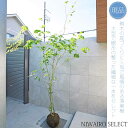 【現品】山採り【コハウチワカエデ】小羽団扇楓 株立ち 自然風樹形 樹高H≒300 × 枝張W≒170cm 高木 落葉樹 シンボルツリー 植木 庭木 樹木 植栽 ...