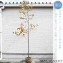 【現品】【常緑エゴノキ】トキワエゴノキ 常盤 自然風樹形 樹高H≒300 × 枝張W≒130cm 高木 常緑樹 シンボルツリー 植木 庭木 樹木 植栽 和風 洋...