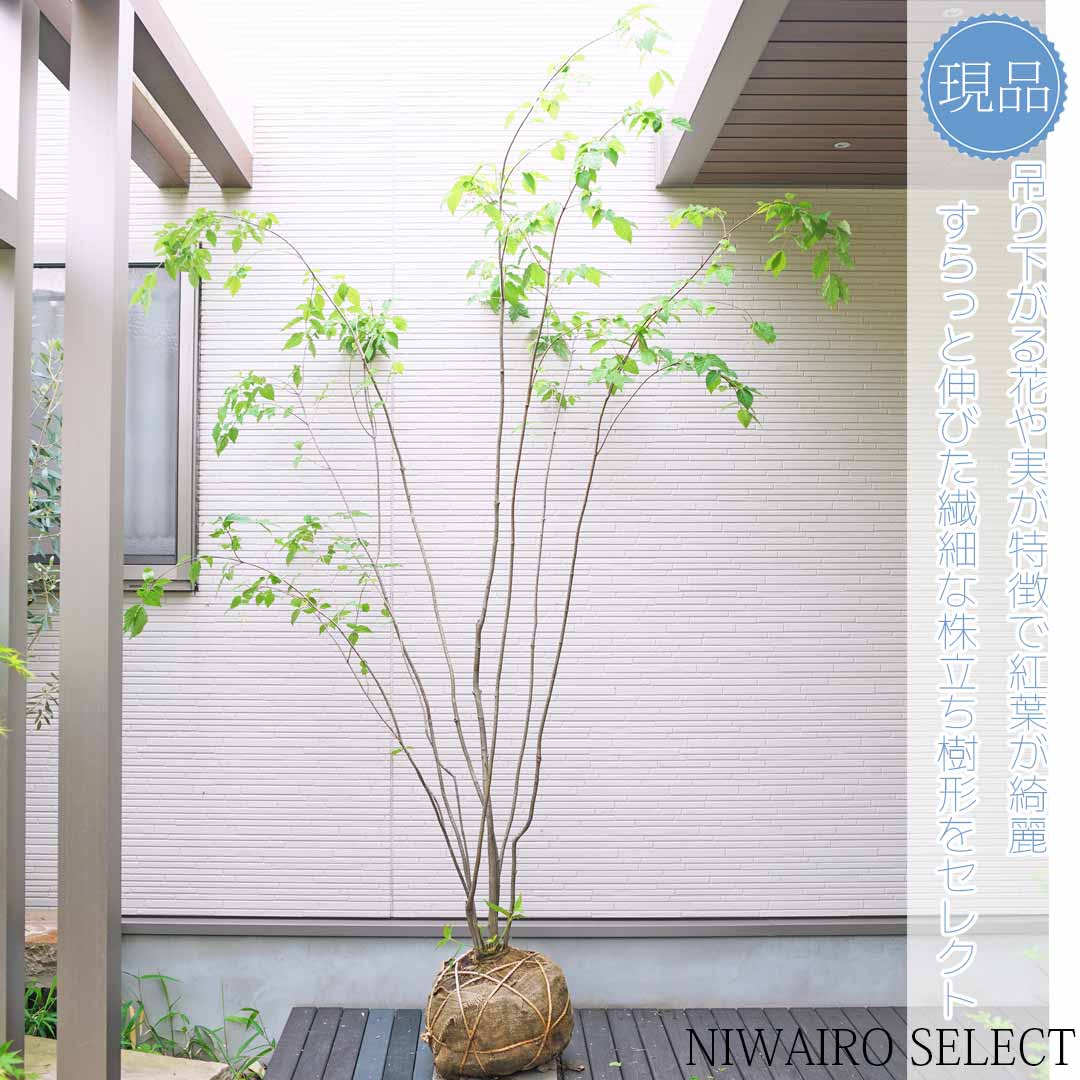 【ツリバナマユミ】 ニシキギ科　株立ち　自然風樹形　樹高H≒230 × 枝張W≒180cm　高木　落葉樹　シンボルツリー　小型　中型　大型　雑木　植木　庭木　樹木　植栽　和風　洋風　ガーデニング　おしゃれ　【送料無料】