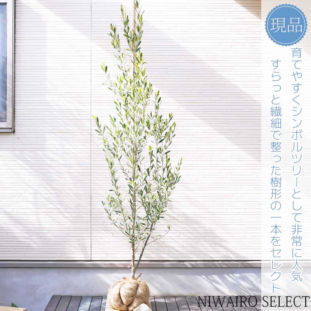 【オリーブの木】 ネバディロブランコ　自然樹形　樹高H≒185 × 枝張W≒60cm　高木　常緑樹　小型　中型　大型　シンボルツリー　シルバーリーフ　雑木風　植木　庭木　樹木　植栽　植物　苗木　和風　ガーデニング　インテリア　エクステリア　おしゃれ　【送料無料】のサムネイル