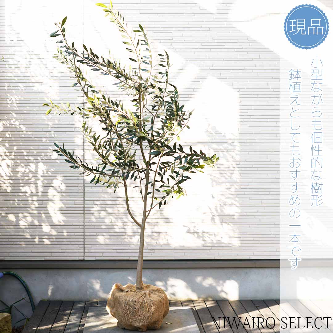 【現品】【オリーブの木】レッチーノ 自然風樹形 樹高H≒145 × 枝張W≒80cm 高木 常緑樹 シンボルツリー 植木 庭木 樹木 植栽 和風 洋風 ガーデニング おしゃれ【送料無料】