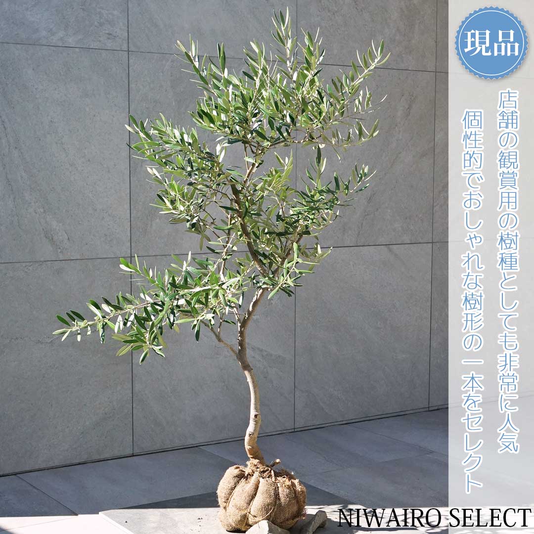 【現品】【オリーブの木】ネバディロブランコ 自然風樹形　樹高H≒105 × 枝張W≒80cm　高木 常緑樹 シン..