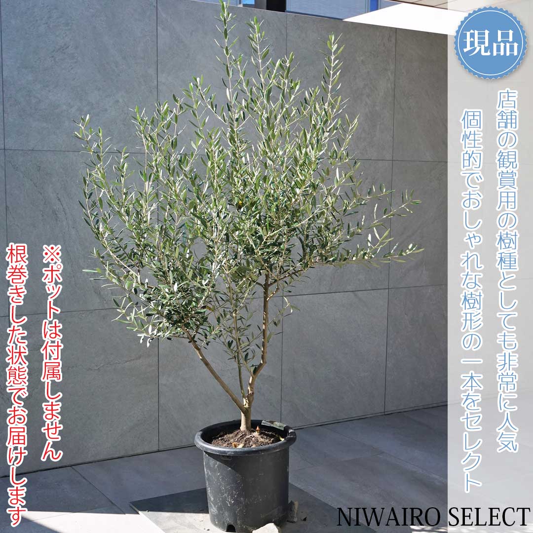 【現品】【オリーブの木】ネバディロブランコ 自然風樹形　樹高H≒135 × 枝張W≒90cm　高木 常緑樹 シン..