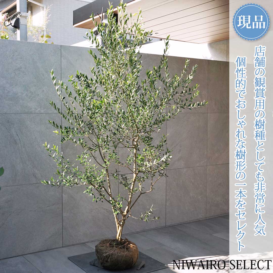 【現品】【オリーブの木】ネバディロブランコ 本株立ち 自然風樹形　樹高H≒195 × 枝張W≒120cm　高木 常..