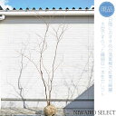 【現品】山採り【ナツハゼ】夏櫨 株立ち 自然風樹形 樹高H≒280 × 枝張W≒140cm 低木 落葉樹 シンボルツリー 植木 庭木 樹木 植栽 和風 洋風 ガ...