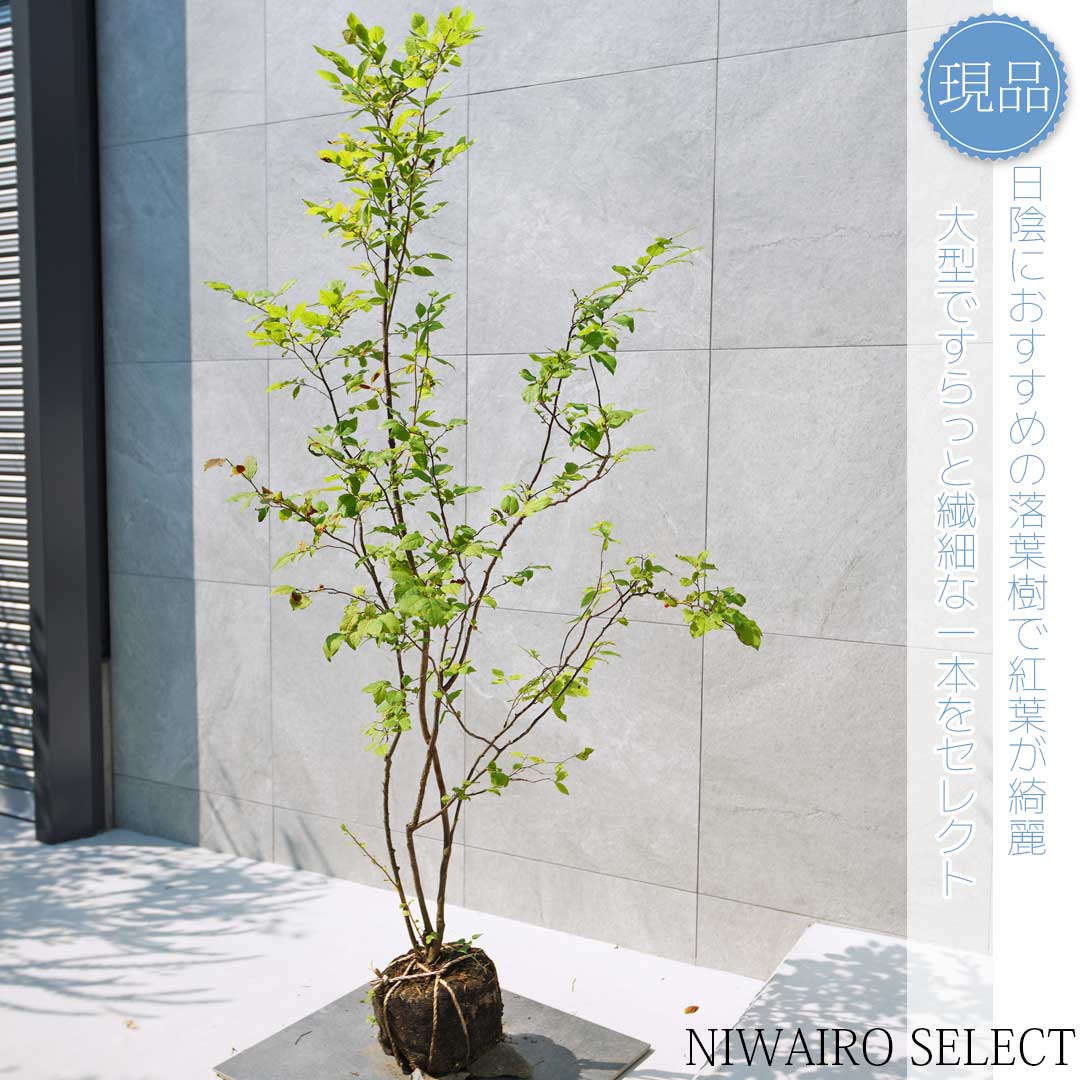 【現品】山採り【ナツハゼ】夏櫨 本株立ち 自然風樹形 樹高H≒170 × 枝張W≒100cm 低木 落葉樹 シンボルツリー 植木 庭木 樹木 植栽 和風 洋風 ガーデニング おしゃれ【送料無料】