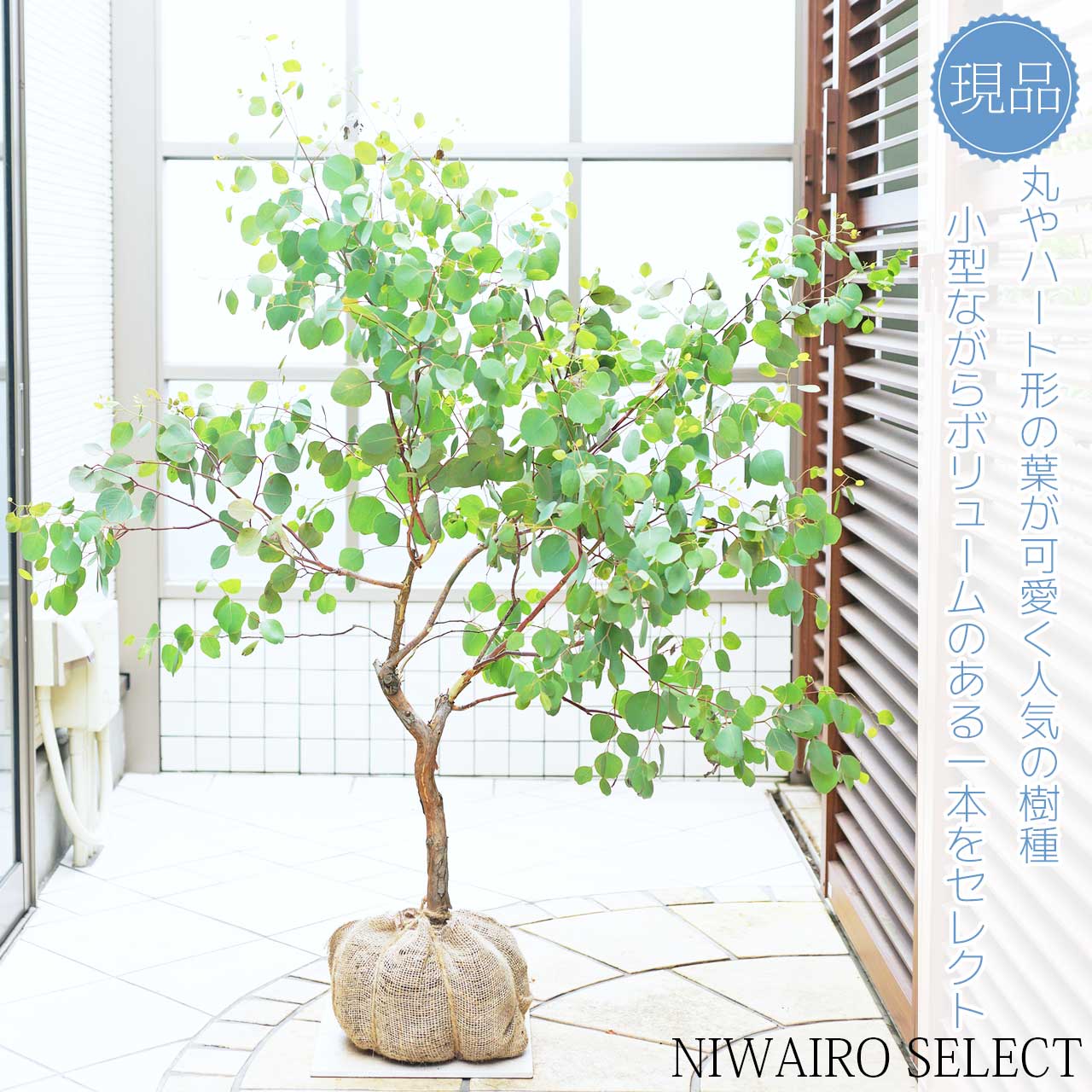 【ユーカリ】ポポラス　シルバーリーフ　自然樹形　樹高H≒125 × 枝張W≒120cm　高木　常緑樹　シンボルツリー　小型　中型　大型　雑木風　植木　庭木　樹木　植栽　植物　苗木　和風　ガーデニング　インテリア　エクステリア　おしゃれ　【送料無料】のサムネイル